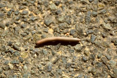 Asfalt üzerinde kırkayak ya da tel solucanı (Ommatoiulus rutilans) örneği.
