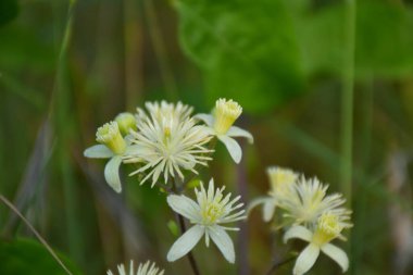 Clematis Vitalba 'nın beyaz çiçekleri yol kenarında.