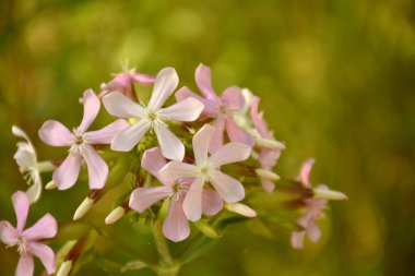 Toprak yolda sabun çiçekleri (Saponaria officinalis).