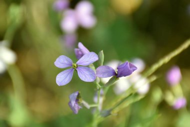 Yeşil çayırlarda Moricandia arvensis çiçeği.