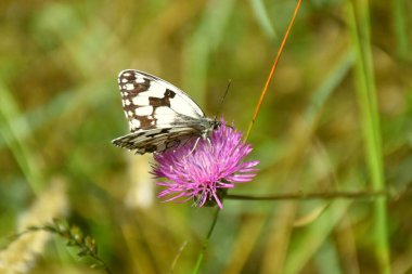 Nymphalidae familyasından bir Melanargia kelebeğinin yan görünüşü, siyah ve beyaz, bir Centaurea çiçeğine tünemiş..