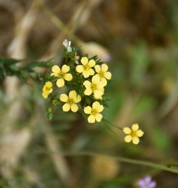 Yürüyüş yolunda sarı keten çiçekleri (Linum strictum), Clavijo.