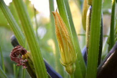 Nehir kıyısındaki meyve bahçesinin gövdesi arasında kabak çiçeği..