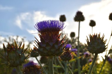 Günbatımında arkaplanda güneş olan deve dikeni çiçekleri (Cynara cardunculus).