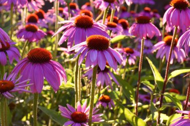 Çiçek mozaiği ve Echinacea purpurea rengi, güneş ve gölge arasında.