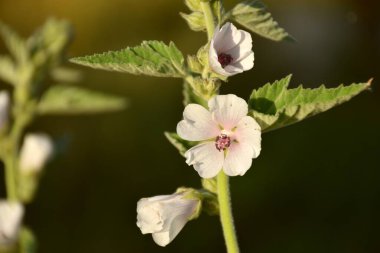 Marshmallow (Althaea officinalis) beyaz renkli çiçekler.