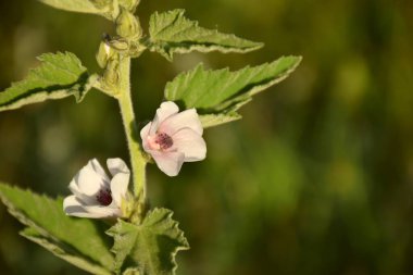 Marshmallow çiçekleri (Althaea officinalis), antik çağlardan beri tıbbi özellikleri için kullanılır..