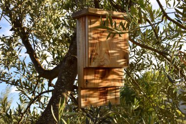 Zeytin ağacından sarkan yarasalar için ev.