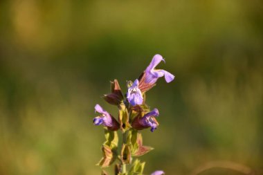 Salvia 'nın resmi bitkisi dolgunlukta..