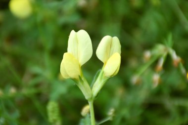 Lotus Maritimus 'un sarı çiçeklerinin önü..