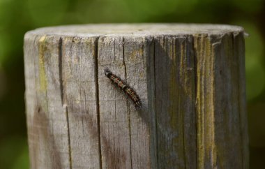 Kayın ağacında kırmızı noktalı siyah beyaz tüylü tırtıl..