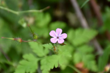 Geranium Robertianum 'un küçük pembe çiçeği bir kır yolunun yanında..