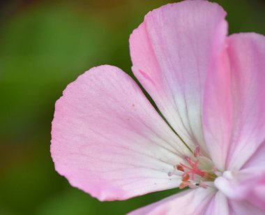 Pembe ve beyaz sardunya çiçeği. Ayrıntıları kapat.