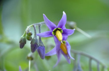 Şeytan üzümlerinin mor ve sarı çiçeği (Solanum dulcamara).