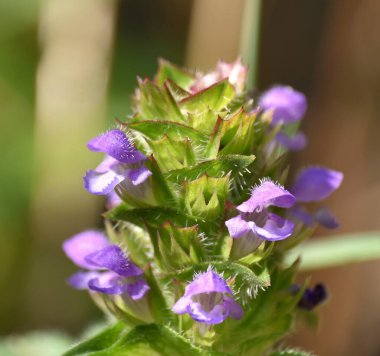 Çiçekte Prunella vulgaris bitkisi.
