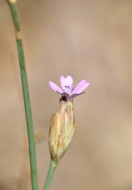 Petrorhagia 'nın filizlenen pembe tomurcuğu çimen tarlasında.