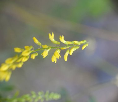 Melilotus resmi çiçekleri sarı çiçeklenir..