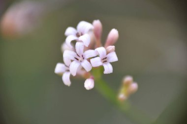 Asperula cynanchica bitkisinin beyaz rosacea çiçekleri..