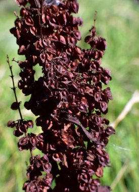 Çiçek açtıktan sonra Rumex crispus kuru bitkisi.
