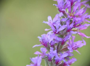 Nehir kıyısında Lythrum salicaria bitkisi tamamen çiçek açmış..