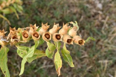 Kurumuş çiçeklerdeki Hyoscyamus Nijer tohumları.