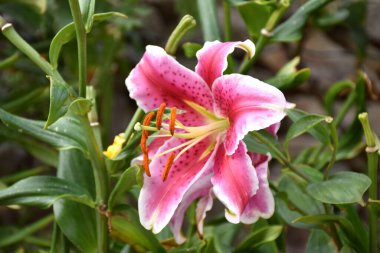 Lilium bulbiferum çiçeği..
