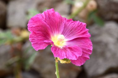 Bahçede Malva kraliyet pembe çiçeği.