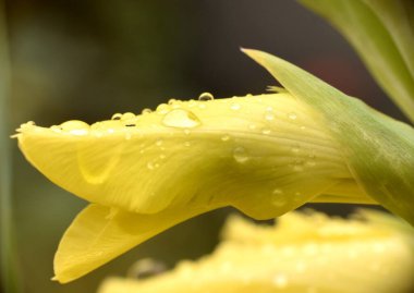Sarı Gladiolus çiçeği fırtına üstüne yağmur damlalarıyla kaplıdır.