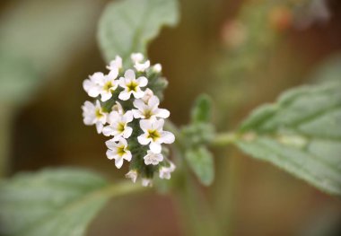 Beyaz çiçekli Helotropium europaeum bitkisi.