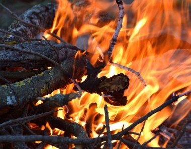 Şenlik ateşinde kurumuş budama dalları yanıyor..
