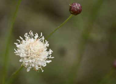 Cephalaria leucantha bitkisinin beyaz çiçeği.
