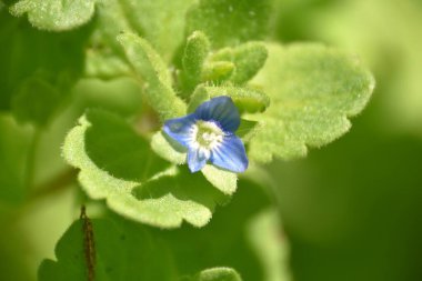 Veronica polita bitkisinin parlak mavi çiçeği.