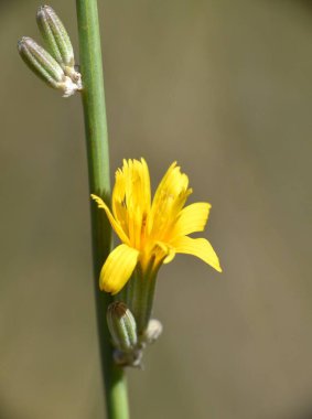 Tatlı Chicory 'nin sarı çiçeği (Chondrilla Juncea).