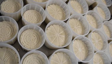 Kablo kalıplarındaki keçi peyniri dinleniyor ve sümsüğü kaybediyor..