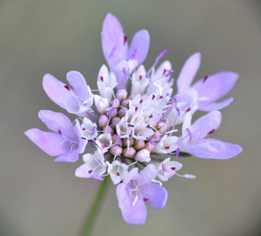 Çayırdaki Scabiosa Kolomb çiçeği.