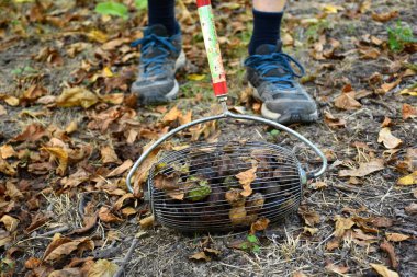 Metalik ceviz toplayıcısı yerden ürün topluyor..
