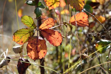 Blackberry (Rubus ulmifolius) yaprak renkleri sonbaharda kontrast.