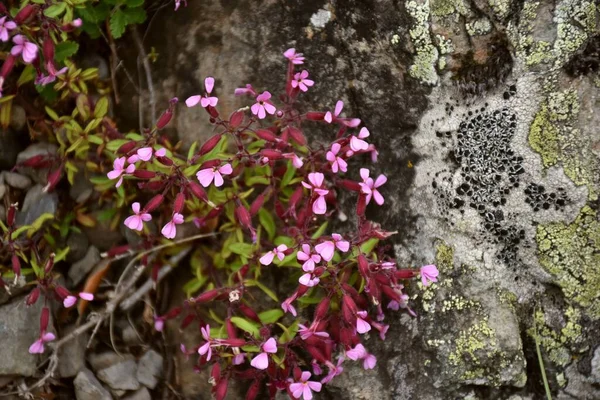 Flores Saponaria Ocymoides Crece Áreas Rocosas Pedregosas — Foto de Stock