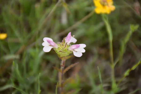 Flor Rosa Blanca Bellardia Trixago Planta Prado — Foto de Stock