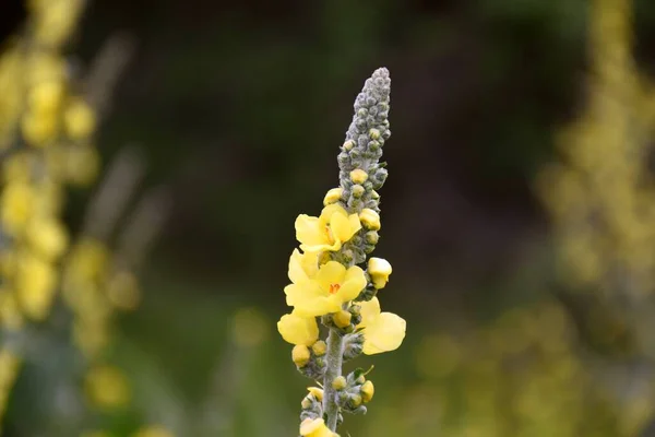 Buds Blooming Verbascum Thapsus Large Plant Yellow Flowers — 스톡 사진