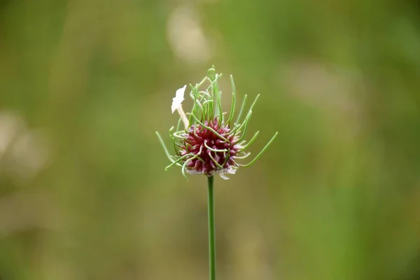 Wilde Knoflookbloem Allium Vineale Grasweide — Stockfoto