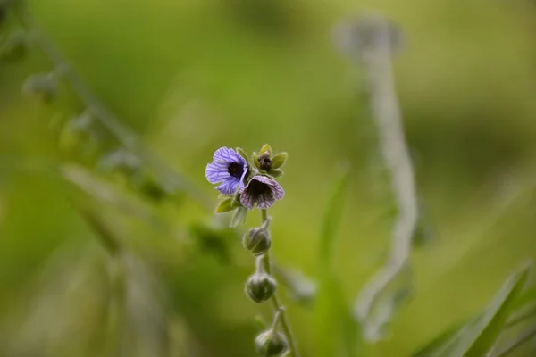 Blommor Olika Rger Cynoglossum Creticum Anlã Ggning Soliga Gräsgrã Äng — Stockfoto