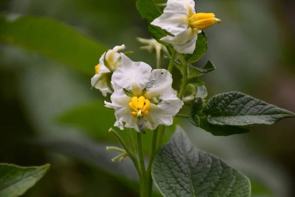 Flor Batata Solanum Tuberosum Batata Uma Das Culturas Mais Importantes — Fotografia de Stock