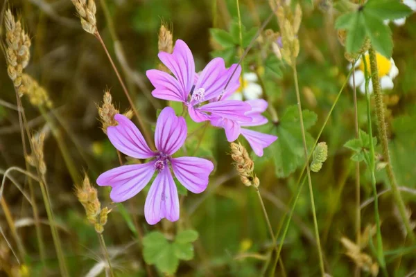 Flores Malva Prado Hierba Las Flores Tienen Cinco Pétalos Color — Foto de Stock