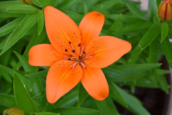 Oranžová Lilie Květina Lilium Bulbiferum Zahradním Květináči Intenzivní Barevný Tón — Stock fotografie