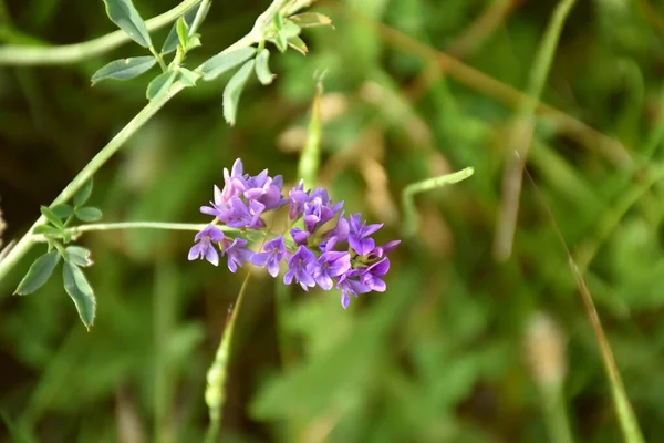 Flor Medicago Sativa Perteneciente Familia Fabaceae Leguminosas Viene Persia Una — Foto de Stock