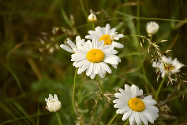 Flor Margarita Bellis Perennis Campo Montaña Tiene Diferentes Usos Propiedades — Foto de Stock