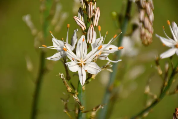 Asphodelus Albus White Flowers Ravine Next Stream — 스톡 사진