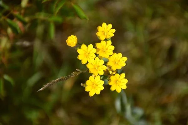 Yellow Flowers Blackstonia Perfoliata Dry Stone Terraced Meadow — 스톡 사진