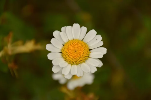 Kuru Taş Teraslarda Papatyanın Bellis Perennis Macro Detay Çiçeği — Stok fotoğraf